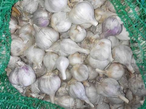 Яровой чеснок